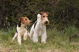 FOX TERRIER 513